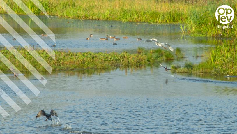 Cykelrute Fra historiens vingesus til fugleliv