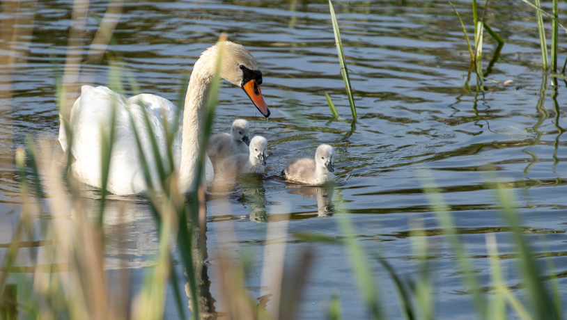 Historiens vingesus kort