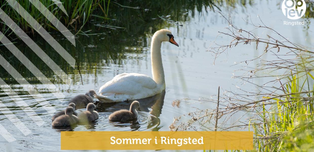 Sommer i Ringsted
