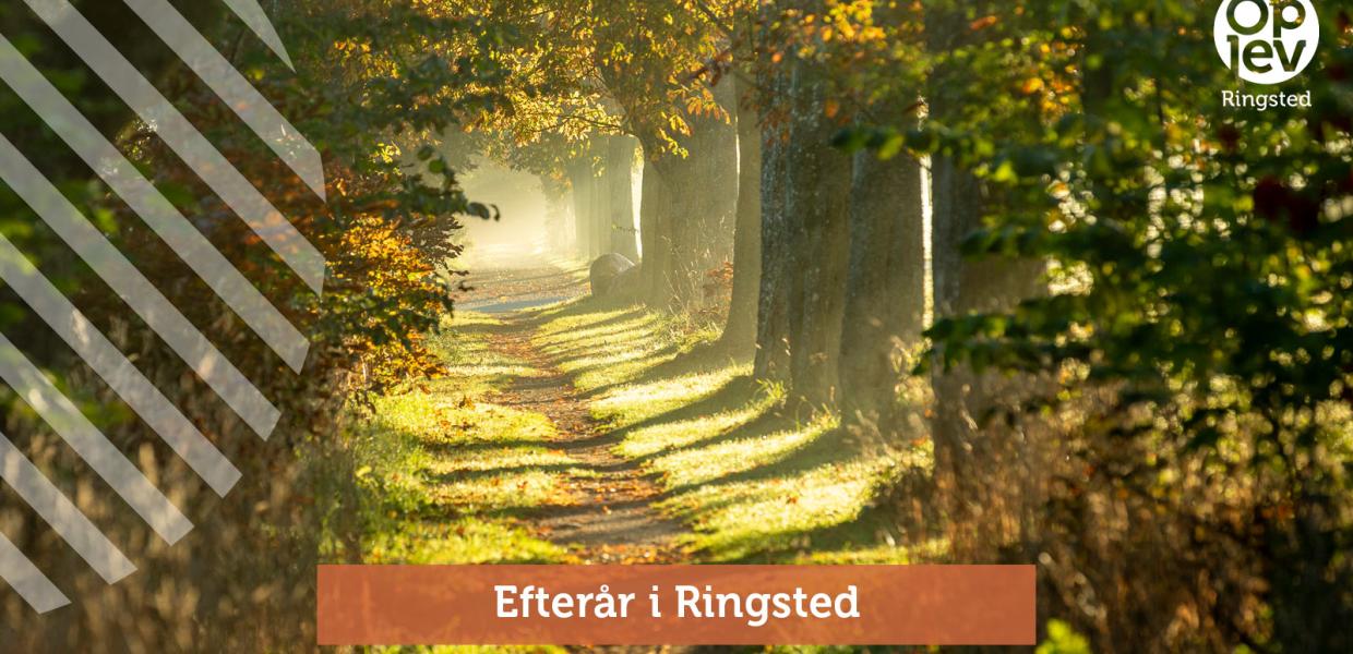 Efterår i Ringsted