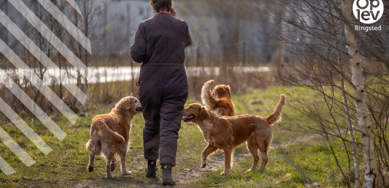 Forårstema hundeluftepladser