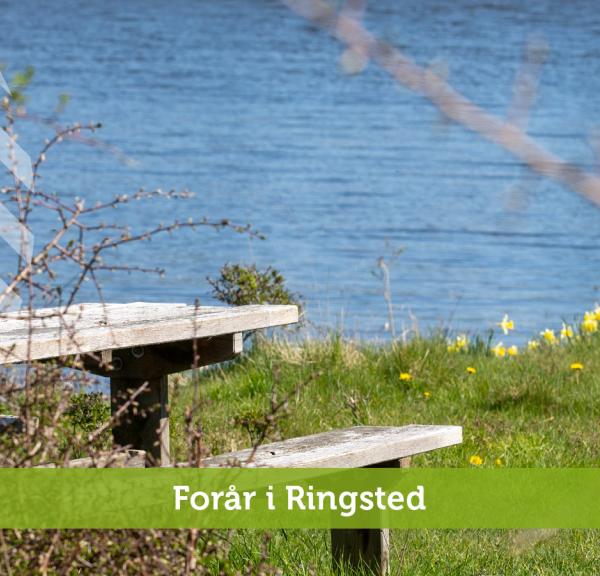 Forår i Ringsted 2024