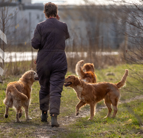 Forårstema hundeluftepladser