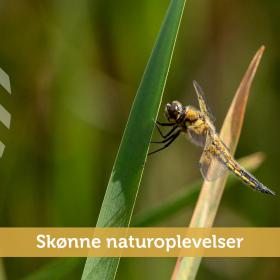 Naturoplevelser