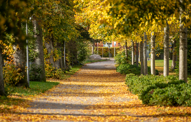 Forside efterår