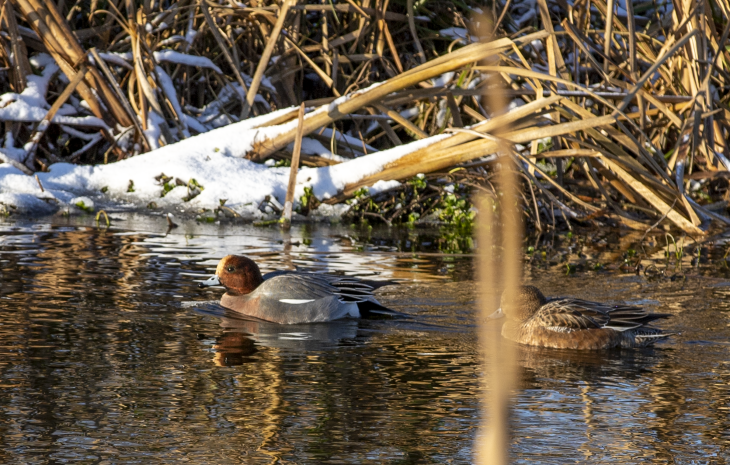 Ringsted - midt i mulighederne
